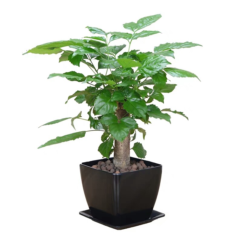 土豆种盆栽：家庭种植新选择