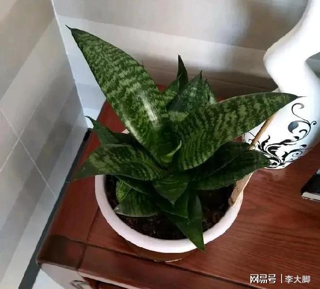 盆栽桂花的养殖方法和注意事项
