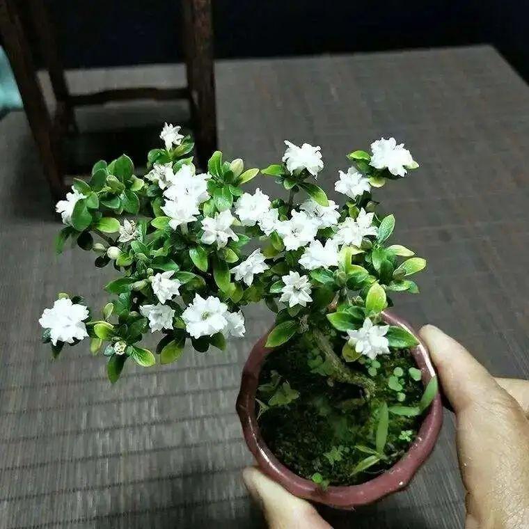 火棘付盆栽：园艺新宠，养护指南大全