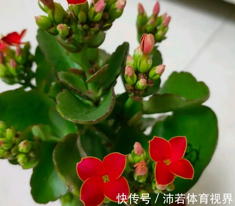 网纹草养殖方法：打造室内绿色氧吧