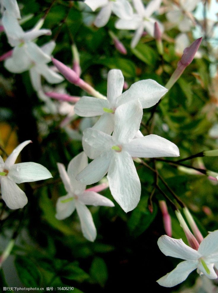 盆栽木芙蓉图：打造家中自然美景的秘诀