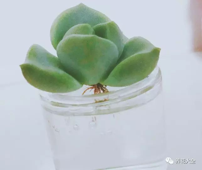 杜鹃花的修剪方法：园艺达人的专业指南
