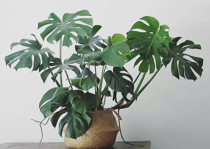 枇杷 盆栽：如何在家庭环境中种植美味果实