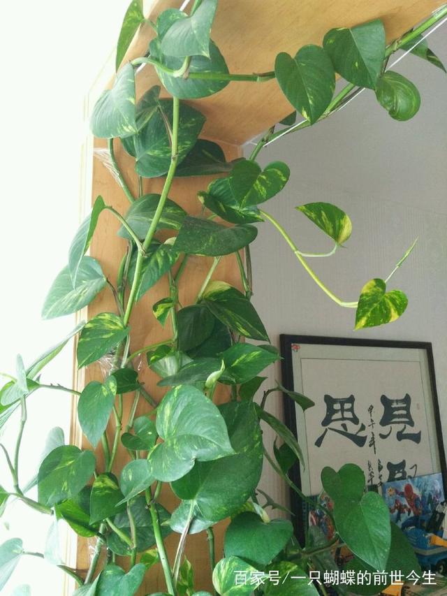 盆栽茶花的养殖方法和注意事项