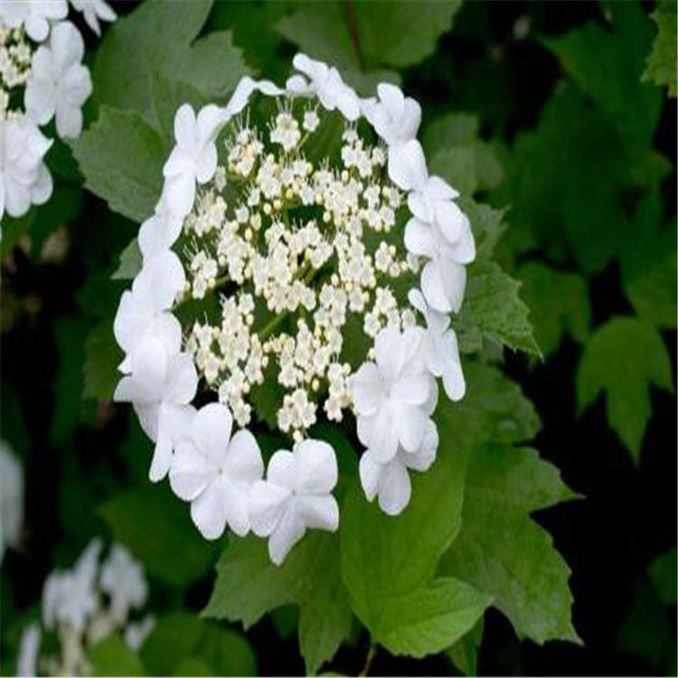 鲜花养护方法