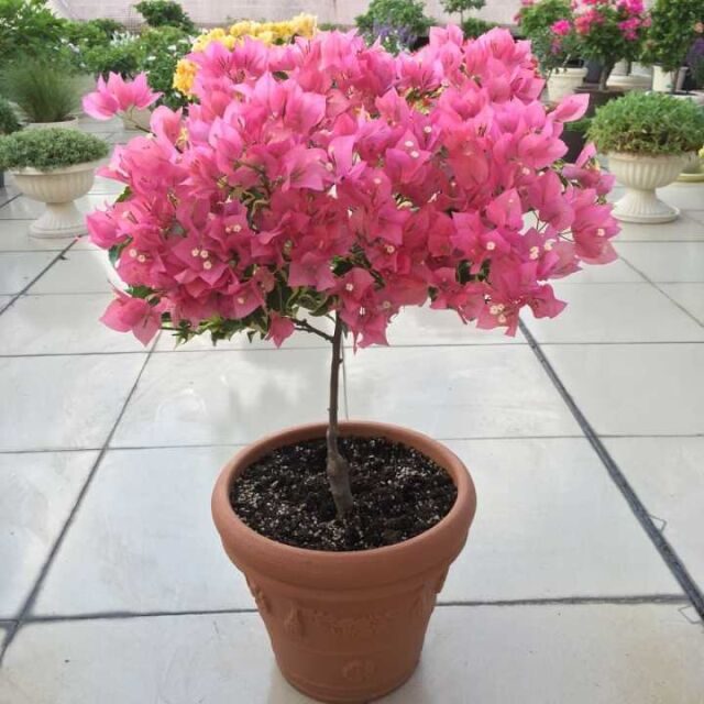 石竹花的繁殖方法：园艺爱好者的必备指南