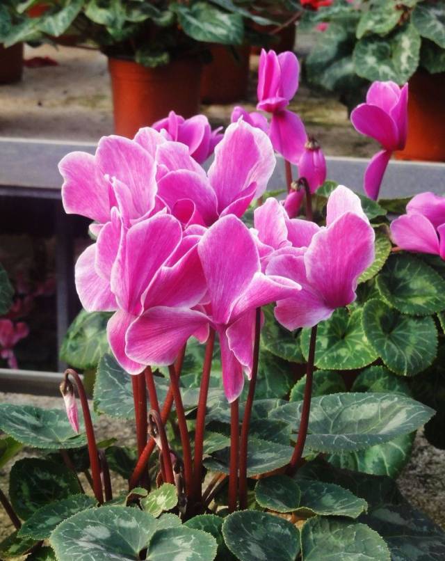 蓝莓盆栽修剪方法如下