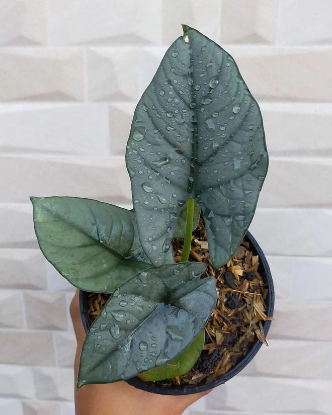 萝卜播种方法：掌握要领，轻松种植美味萝卜