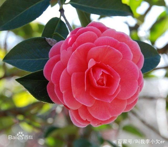 铜钱草种植方法：掌握要领，轻松养出翠绿盆栽