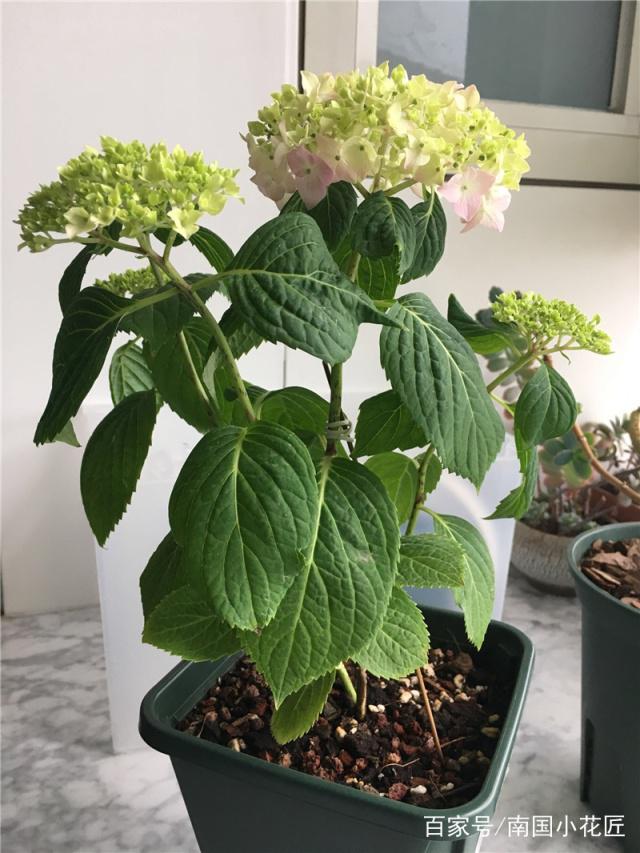 白芷种植方法：掌握关键步骤，实现丰收目标