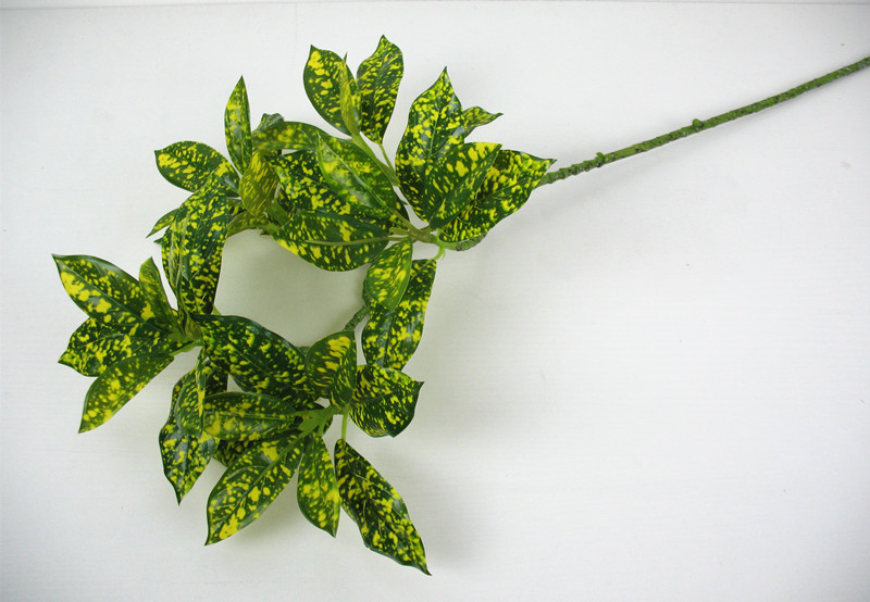 日中花的扦插：繁殖新植株的简便方法