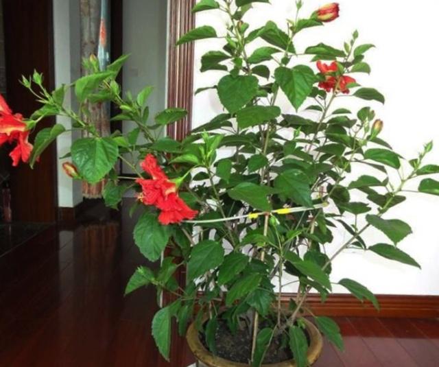 # 种草莓盆栽技巧:打造阳台上的甜蜜角落 # 种草莓盆栽技巧:打造阳台上的甜蜜角落