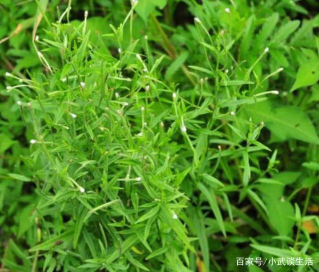 龙虾养殖方法 龙虾养殖方法