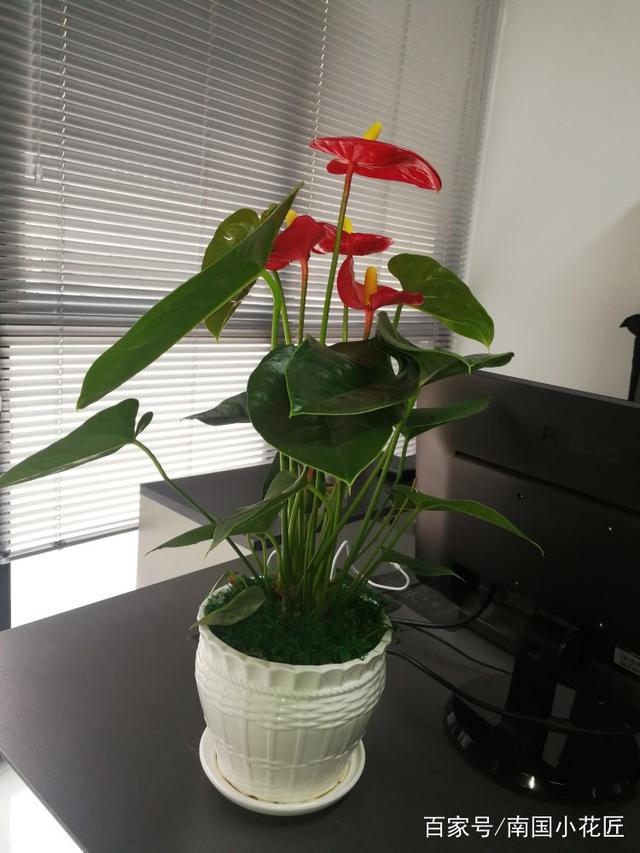 郁金香盆栽种植方法：让你的家中绽放春日色彩