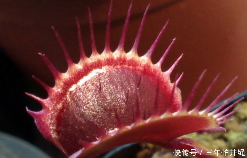 金针菇种植方法：家庭种植全攻略