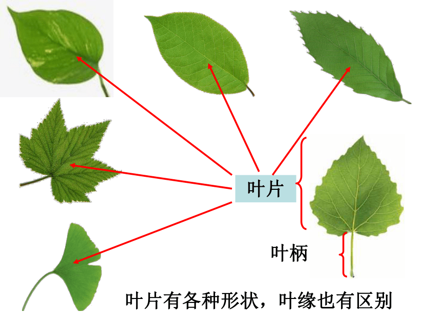 米兰花的养殖方法剪枝：掌握技巧，养出繁茂花朵