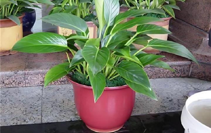 玻璃翠花扦插图：专业植物养殖指南
