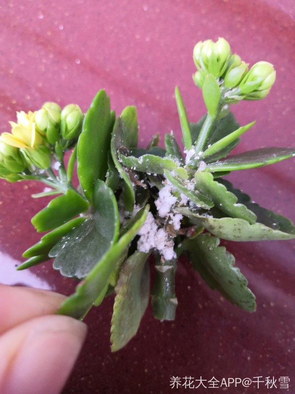 睡莲盆栽 种植方法
