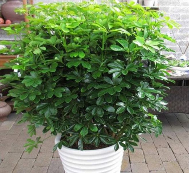 镜面草花扦插：繁殖新植株的详细指南