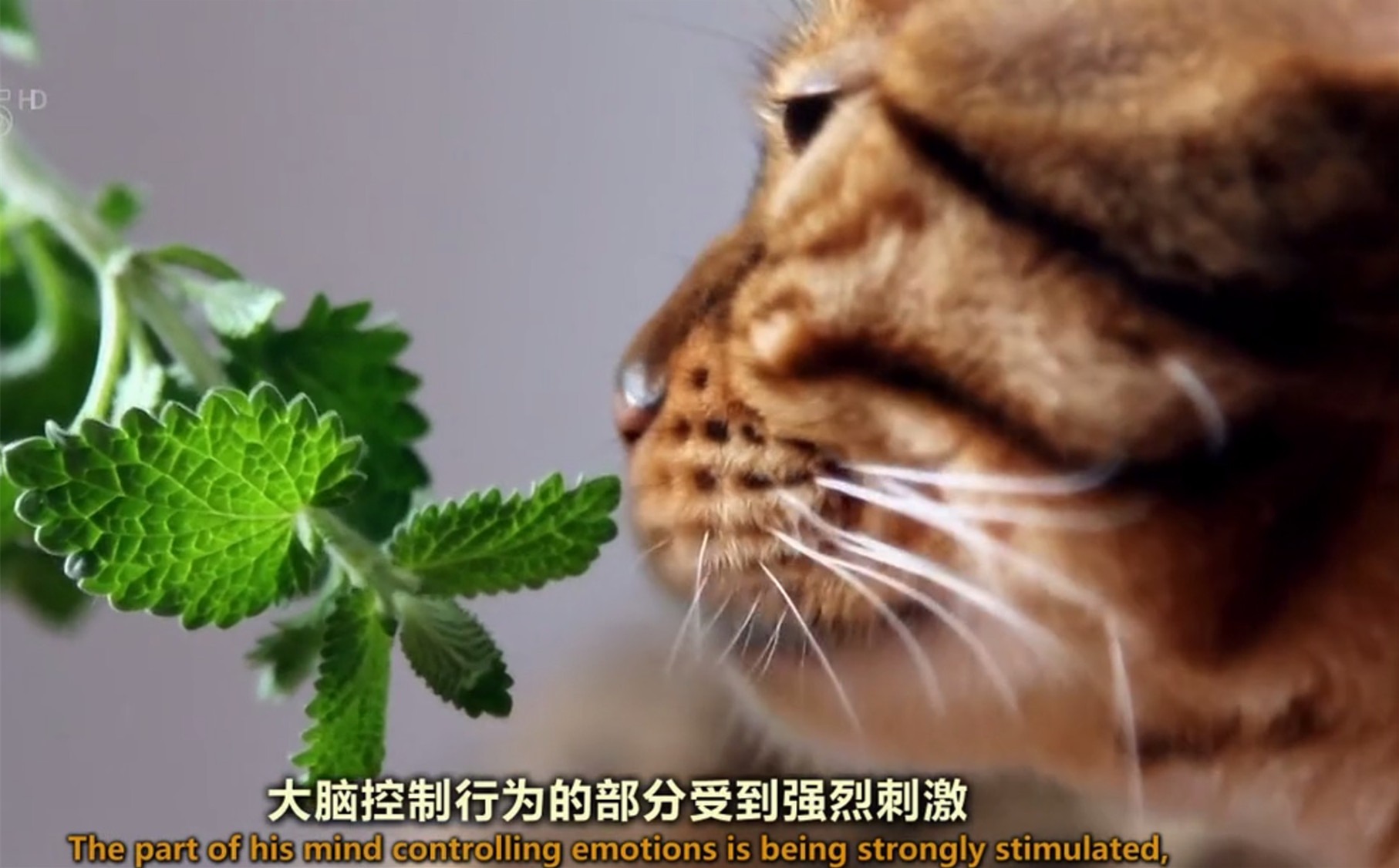 炮仗花的扦插种植：园艺爱好者的指南
