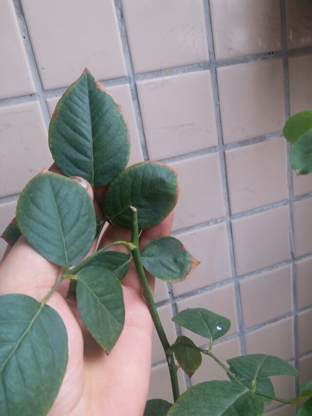 养鸡的方法：全面指南助您成功养鸡