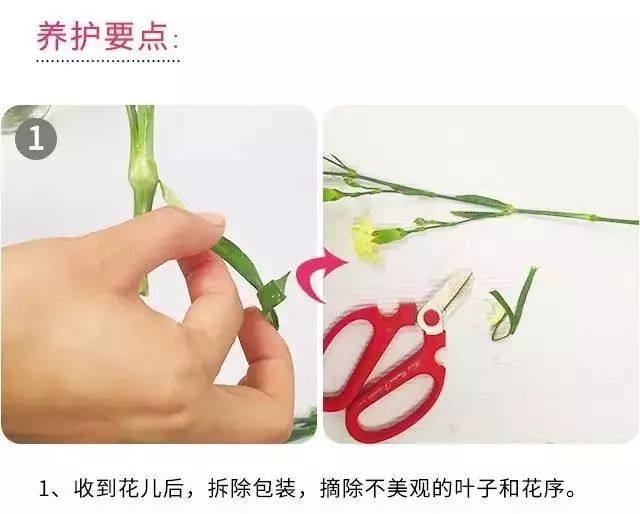 酒瓶兰扦插视频：掌握繁殖技巧，让酒瓶兰茂盛生长