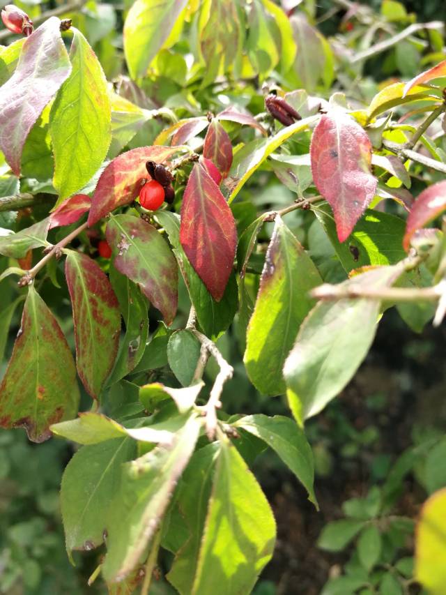 标题：羊肚菌的栽培方法视频——揭开神秘菌类的培育奥秘