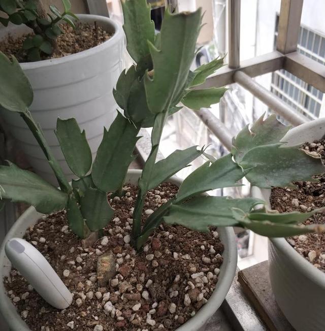 盆栽榕树是居家绿化的理想选择