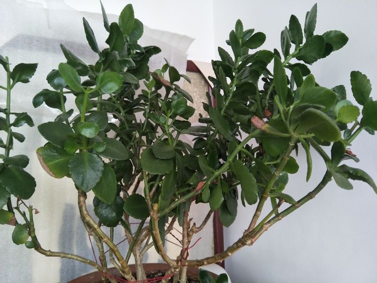 吊竹梅的扦插技巧：繁殖新植株的详细指南