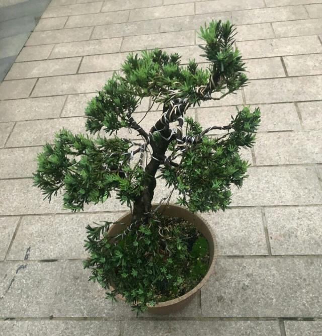 西洋菜种植时间和方法：打造绿色美味家园