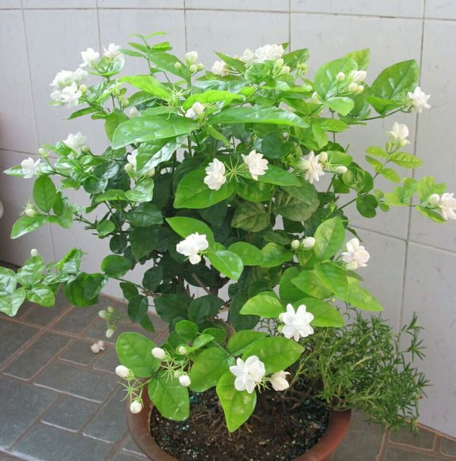 马铃薯种植方法：掌握要领，丰收在望
