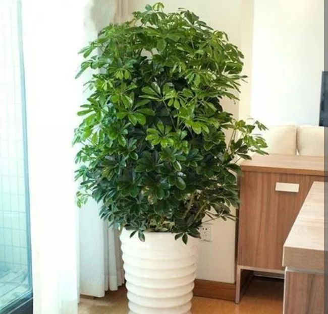 香芋的保存方法：延长新鲜度的秘诀