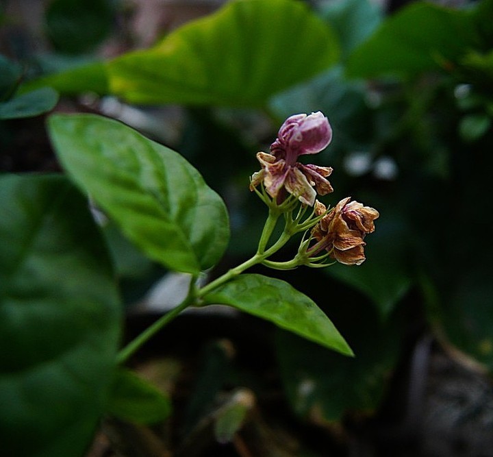 月季花的养殖方法视频：详解养护要点