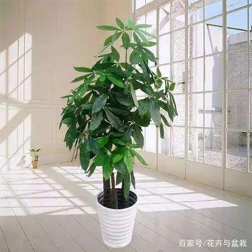 栀子花的养殖方法和注意事项北方
