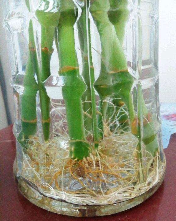 新城疫苗饮水使用方法：为动物健康保驾护航