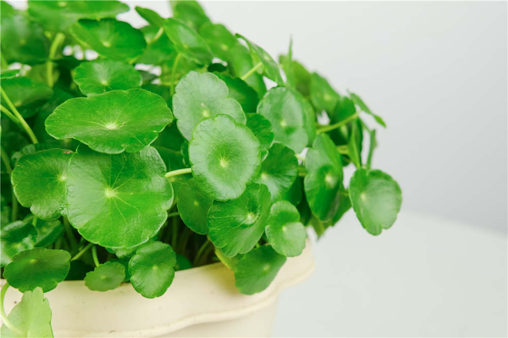 盆栽花卉大全：打造您家的绿色氧吧