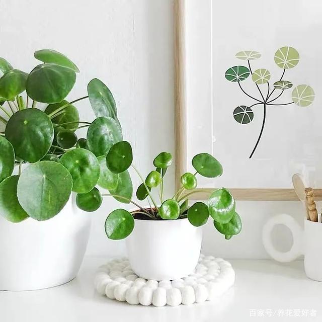 花椒的种植方法：掌握要领，丰收在望