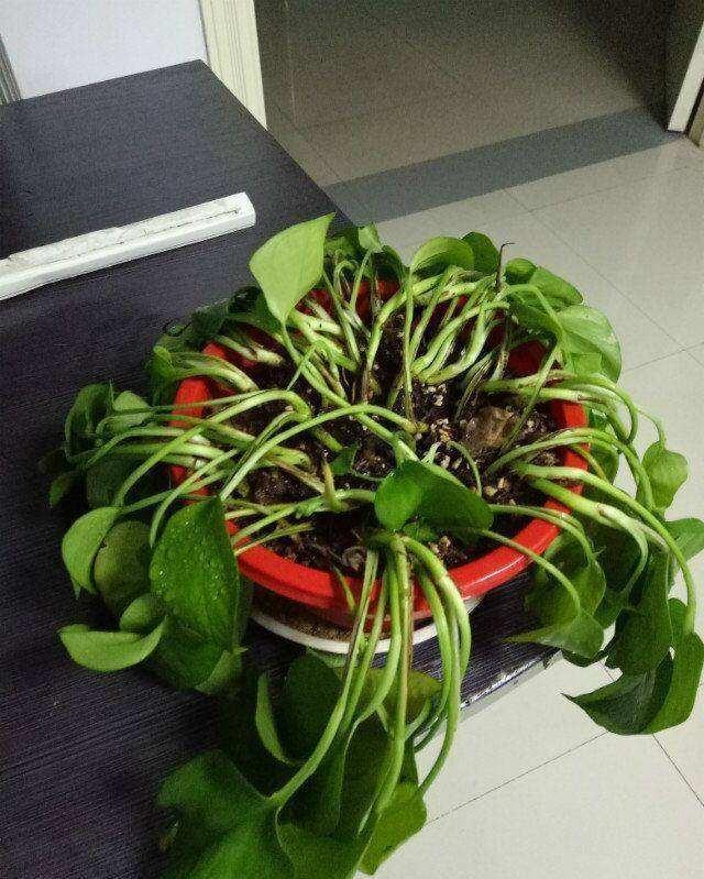 鹦鹉鱼的饲养方法：新手指南与技巧