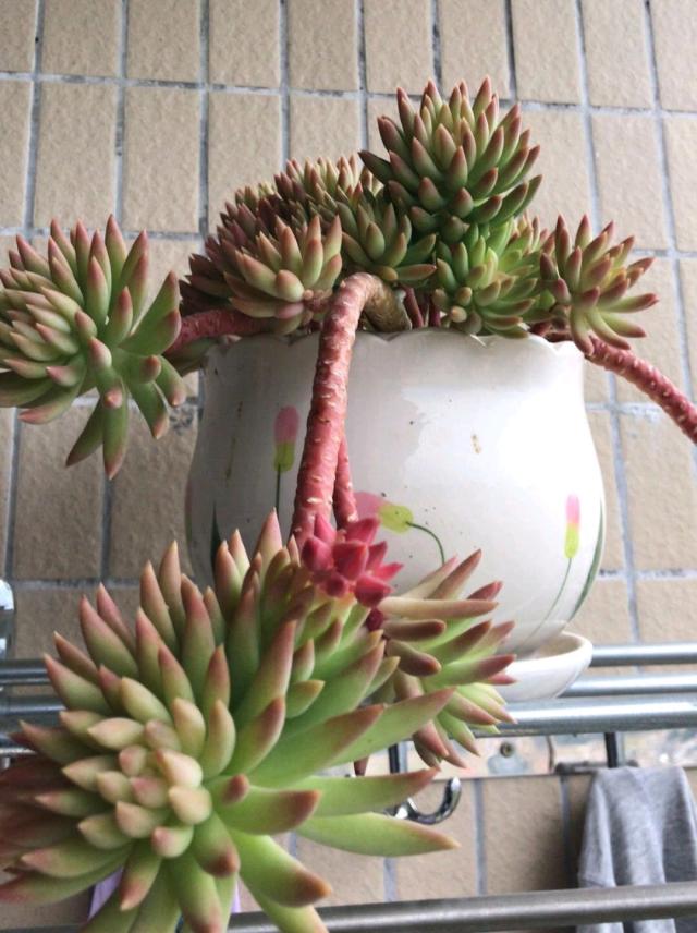# 榴莲核盆栽教程:家庭种植的甜蜜体验 # 榴莲核盆栽教程:家庭种植的甜蜜体验