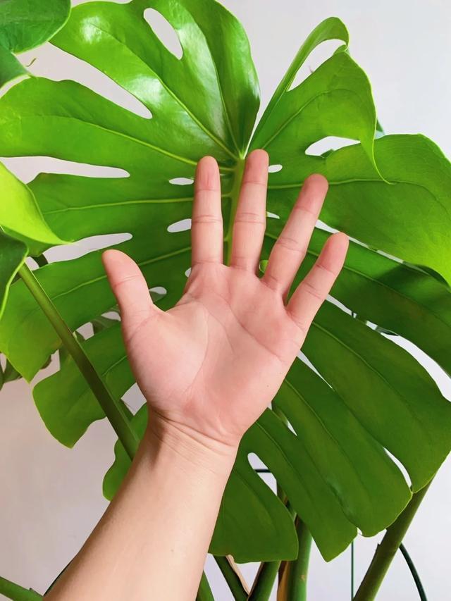 怎样种香蕉盆栽