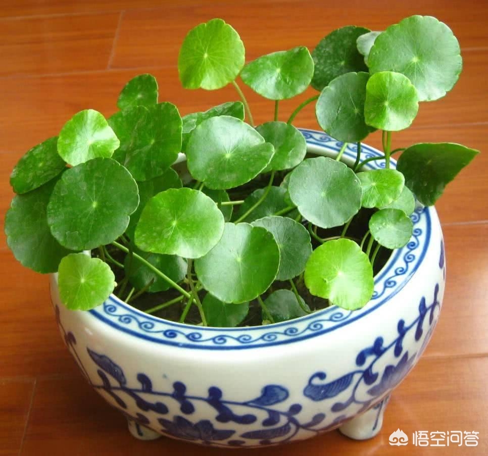 柠檬盆栽底肥怎么施：掌握正确方法，柠檬树茁壮成长