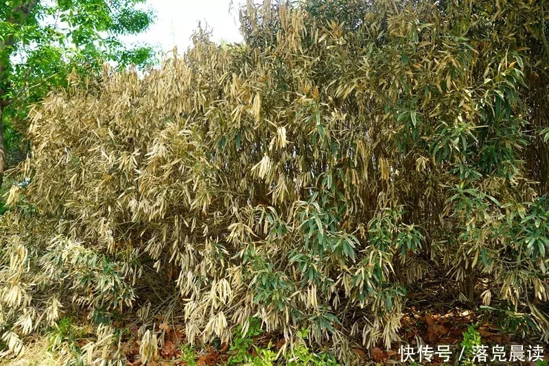 芦荟盆栽摔：如何正确处理芦荟盆栽受损问题