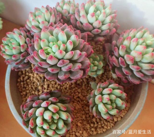 盆栽韭菜养殖方法