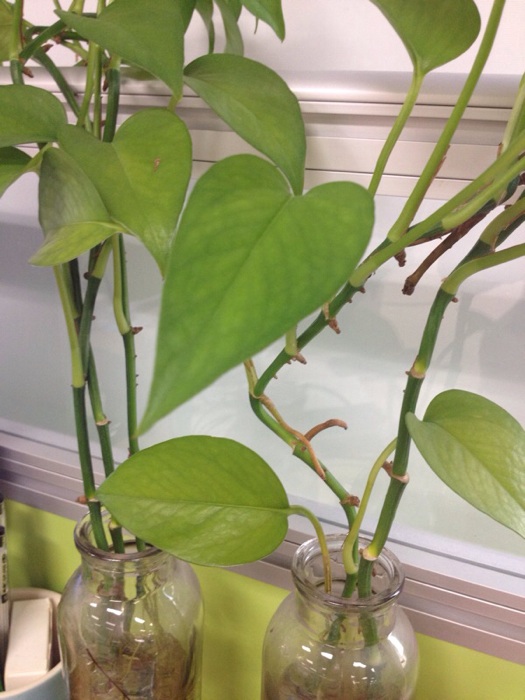 # 辣椒的种植方法和时间