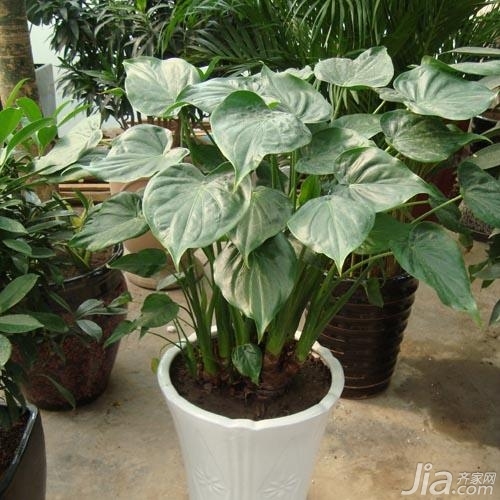 意蜂治螨方法和时间：守护蜜蜂健康的策略