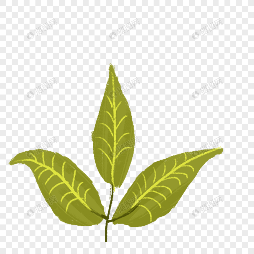 盆栽 云竹：养护指南与技巧