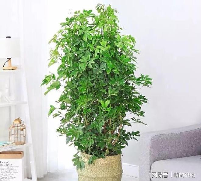 盆栽提子叶子：养护技巧与常见问题解答
