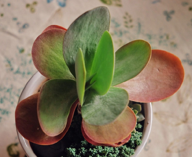 芍药的盆栽方法：掌握技巧，轻松养出美丽芍药