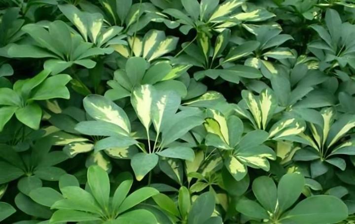 北方盆栽香蕉树：栽培指南与养护技巧
