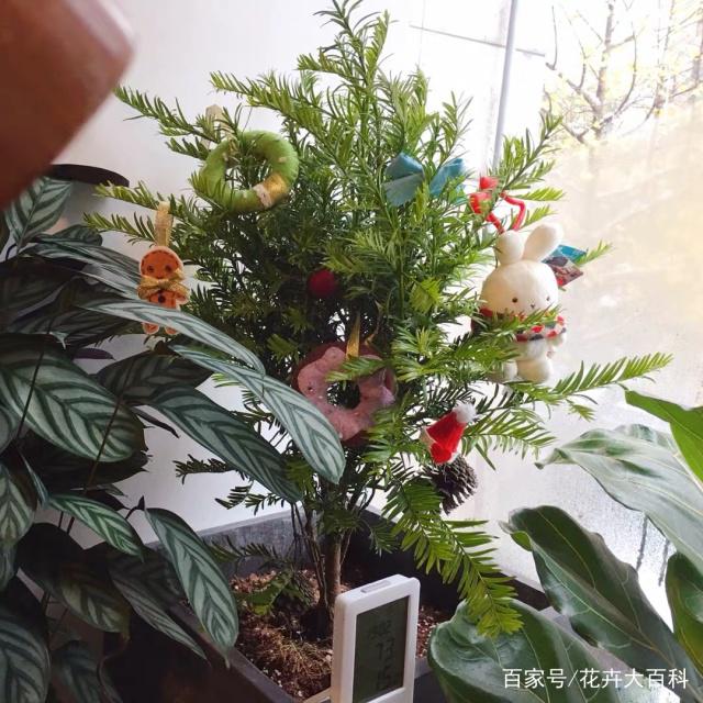 君子兰盆栽烂根怎么办：拯救烂根，重塑生机